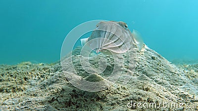 Sepia pharaonis. Mollusks, type of Mollusk. Head-footed mollusks. Cuttlefish squad. Pharaoh cuttlefish. Stock Photo