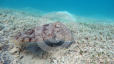 Sepia pharaonis. Mollusks, type of Mollusk. Head-footed mollusks. Cuttlefish squad. Pharaoh cuttlefish. Stock Photo