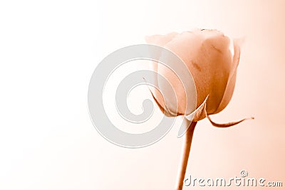 Sepia rose Stock Photo