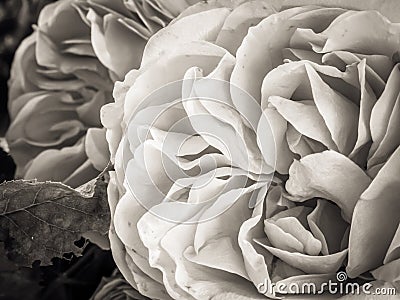 Sepia Rose Stock Photo