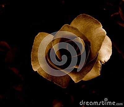 Sepia Rose Stock Photo