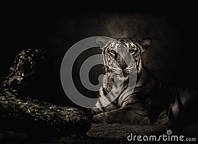 Sepia toned Bengal tiger looking at the camera Stock Photo