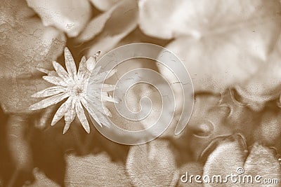 Sepia toned of lotus flower with copy space Stock Photo