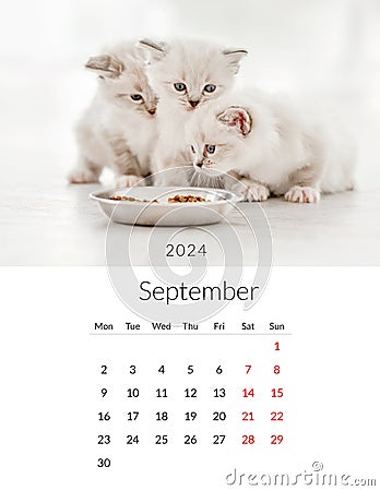 September 2024 Photo calendar with cute kitty Stock Photo