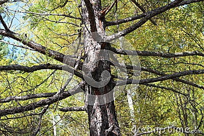 Tree and autumn Stock Photo