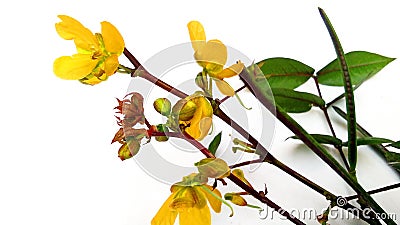 Septicweed coffeeweed senna coffee chakunda flowers Stock Photo