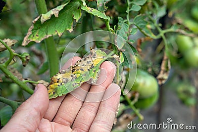 Septoria leaf spot on tomato. damaged by disease and pests of tomato leaves Stock Photo