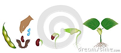 Sequence of a bean plant growing isolated on white. Vector Illustration