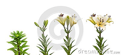 The sequence of blooming flower white lily Oriental hybrids Stock Photo