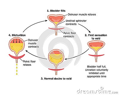 Sequence of events in voiding the bladder Vector Illustration