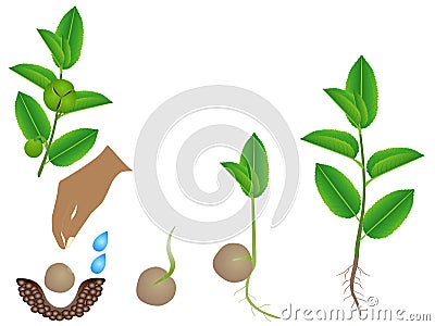 Sequence of green tea camellia sinensis plant growing isolated on white. Vector Illustration