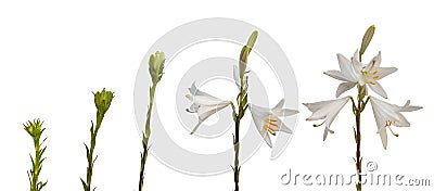 The sequence Lilium candidum or the Madonna lily on a white back Stock Photo