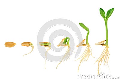 Sequence of pumpkin plant growing isolated Stock Photo