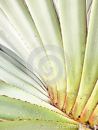 Sequential line of ornamental leaves such as ferns Stock Photo