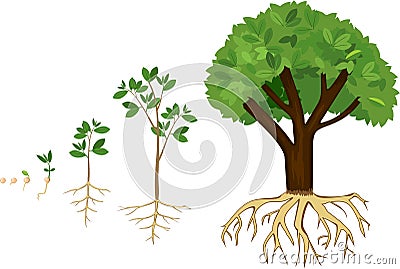 Sequential stages of growth of plant from seed to tree. Stock Photo