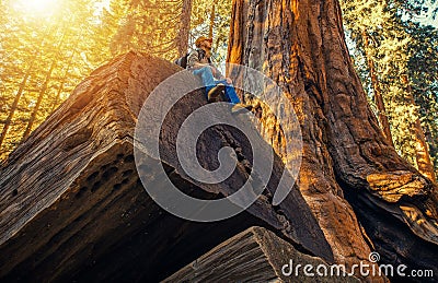 Sequoia Forest Hiker Stock Photo