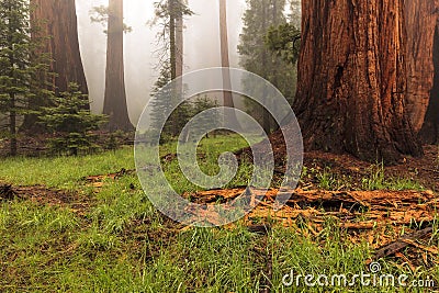 Sequoia Forest Stock Photo