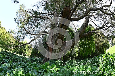 Sequoia Liberty Tree Golden Gate Park 7 Stock Photo