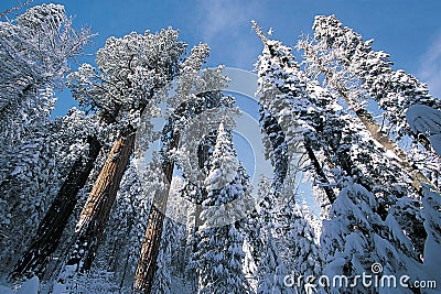 Sequoia National Park Stock Photo