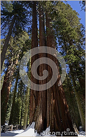 Sequoia National Park California, USA Stock Photo
