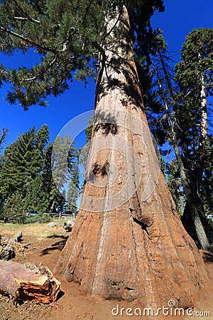 Sequoia tree in Sequoia National Park Stock Photo