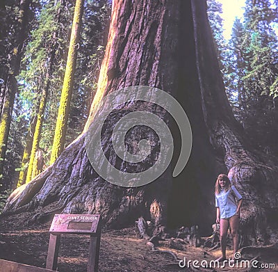 A Park Visitor Stands Next to a Giant Sequoia Tree Stock Photo