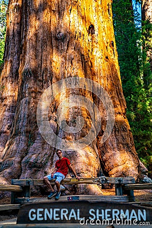 Young man standing by the huge sequoia tree in the Sequoia National Park. Editorial Stock Photo