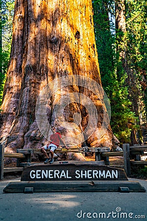 Young man standing by the huge sequoia tree in the Sequoia National Park. Editorial Stock Photo