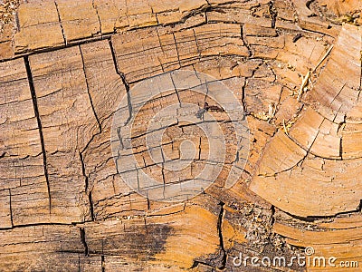Sequoia tree in detail Stock Photo