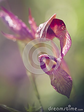 Serapias Lingua, Tongue orchid. Wildflower. Almost abstract closeup with narrow depth of field, defocussed background Stock Photo