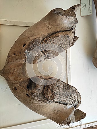 Serbia petrified bones - teeth of prehistoric animals Editorial Stock Photo
