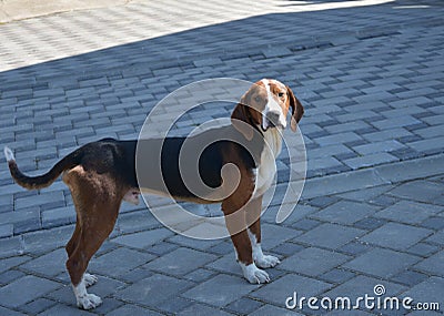 The Serbian Tricolour dog Stock Photo