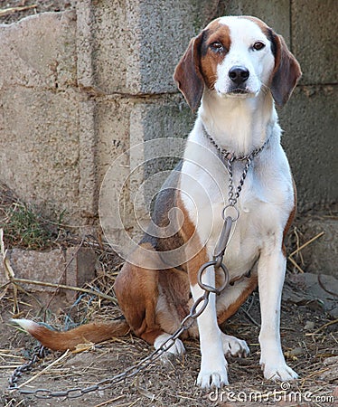 The Serbian Tricolour Hound Stock Photo