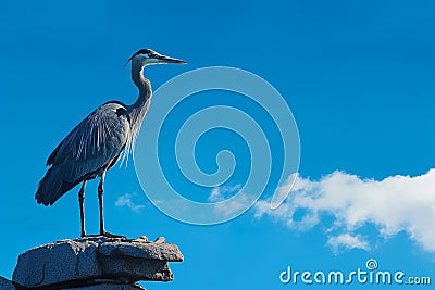 Serene blue black heron poised against a clear azure sky Stock Photo