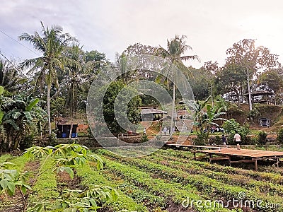 Serene Farming Landscape with Blooming Flora and Lush Vegetation Stock Photo