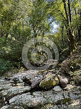 Serene Forest Streambed Stock Photo