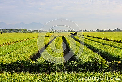 A Serene Rural Landscape of Farms Stock Photo