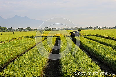 A Serene Rural Landscape of Farms Stock Photo