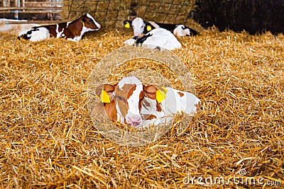 Serene Scene of White and Orange Baby Cow Resting on Clean Hay Stock Photo