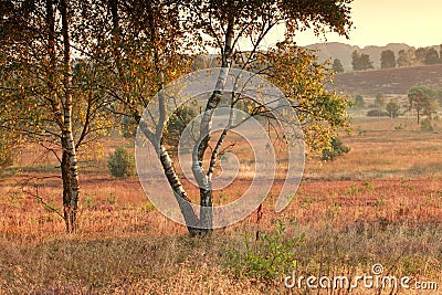 Serene summer morning on marsh Stock Photo