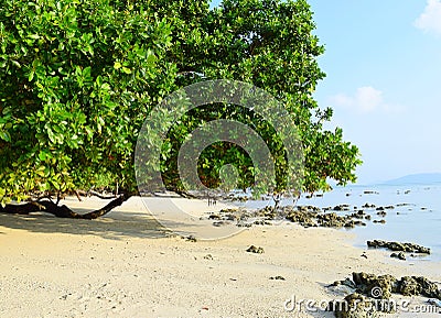 Serene White Sandy Beach with Lush Green Mangroves on Bright Sunny Day - Vijaynagar, Havelock Island, Andaman, India Stock Photo