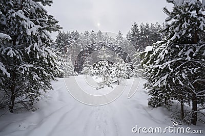 Serene winter landscape. Empty path in deep snow in coniferous forest in sullen day Stock Photo