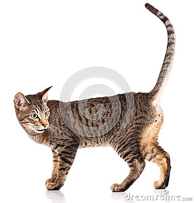 Serengeti thoroughbred cat on a white background. Stock Photo