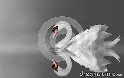 Swan on lake Stock Photo