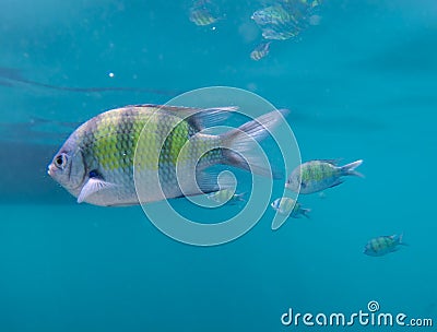 Sergeant fish swiming in the blue thai sea near Ko Ngai, Ko Lanta, Thailand Stock Photo