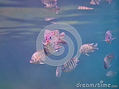 Sergeant Major damselfish Stock Photo