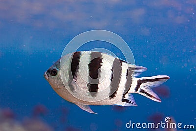 Sergeant Major fish closeup Stock Photo