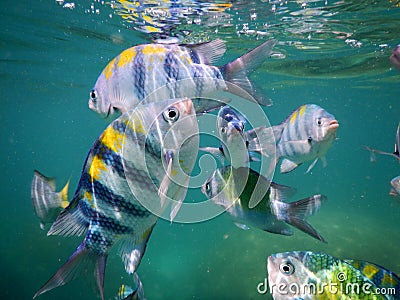 Sergeant major fish near surface Stock Photo