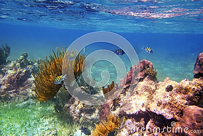 Sergeant Major fishes in caribbean reef Mexico Stock Photo