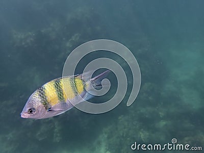 The Sergeant Major Abudefduf saxatilis, family Pomacentridae fish Stock Photo